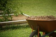 Wood Chips in wheelbarrow