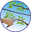 A hand trimming tree branches.